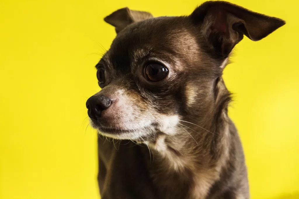 A small brown dog with big eyes against a yellow background